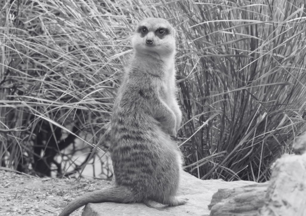 un suricate en position debout regarde fixement l'objectif