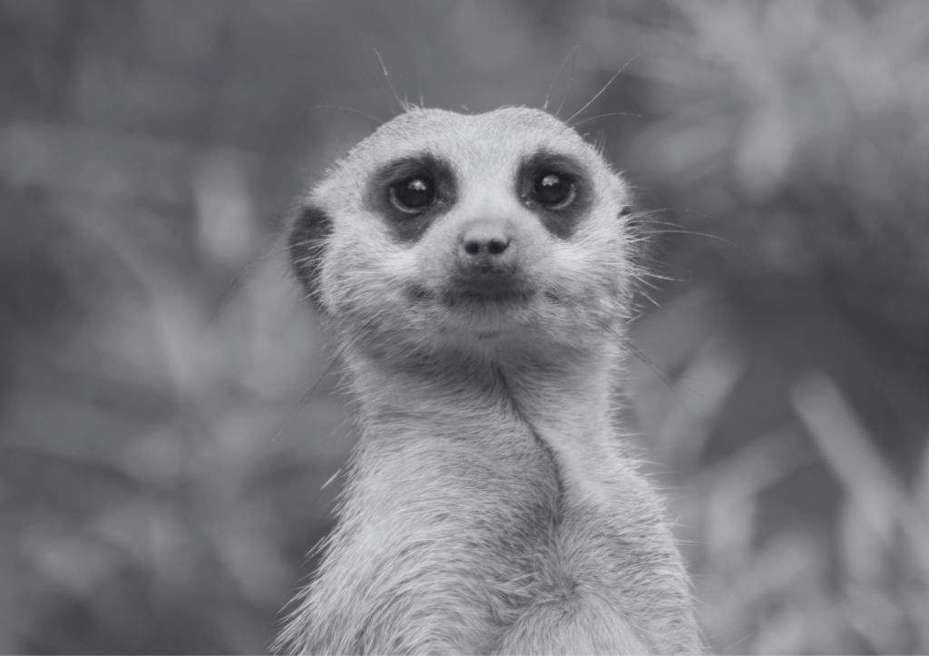 de face, la tête d'un suricate qui regarde au loin